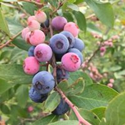 Apple Family Farm blueberries