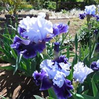 Edmond Iris and Garden Society