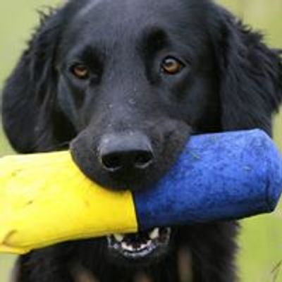 Swabian Gundog Training