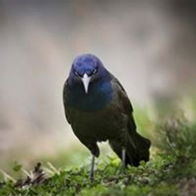 Grackle