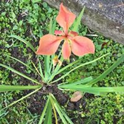 Acadiana Native Plant Project