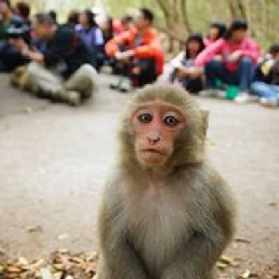 \u8ddf\u8457\u7334\u5b50\u53bb\u722c\u5c71 Monkey Tour Kaohsiung