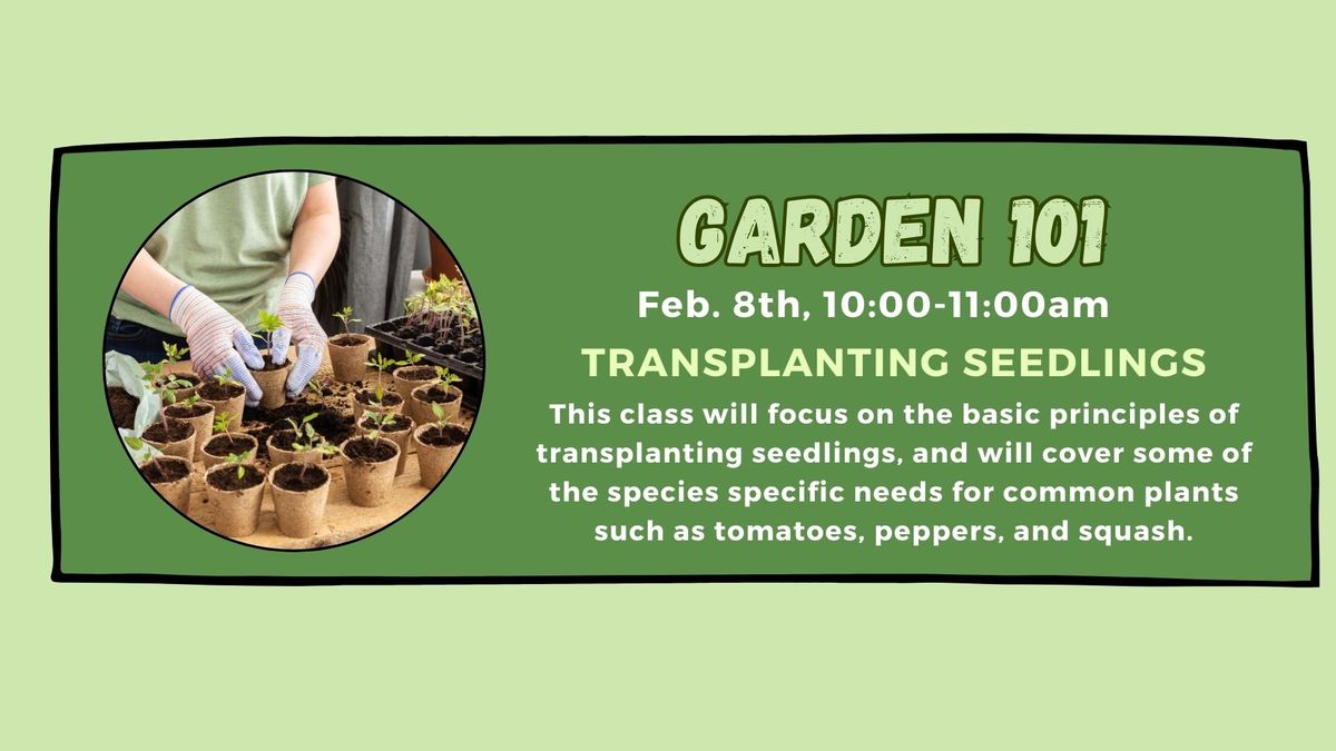 Transplanting Seedlings Saturday