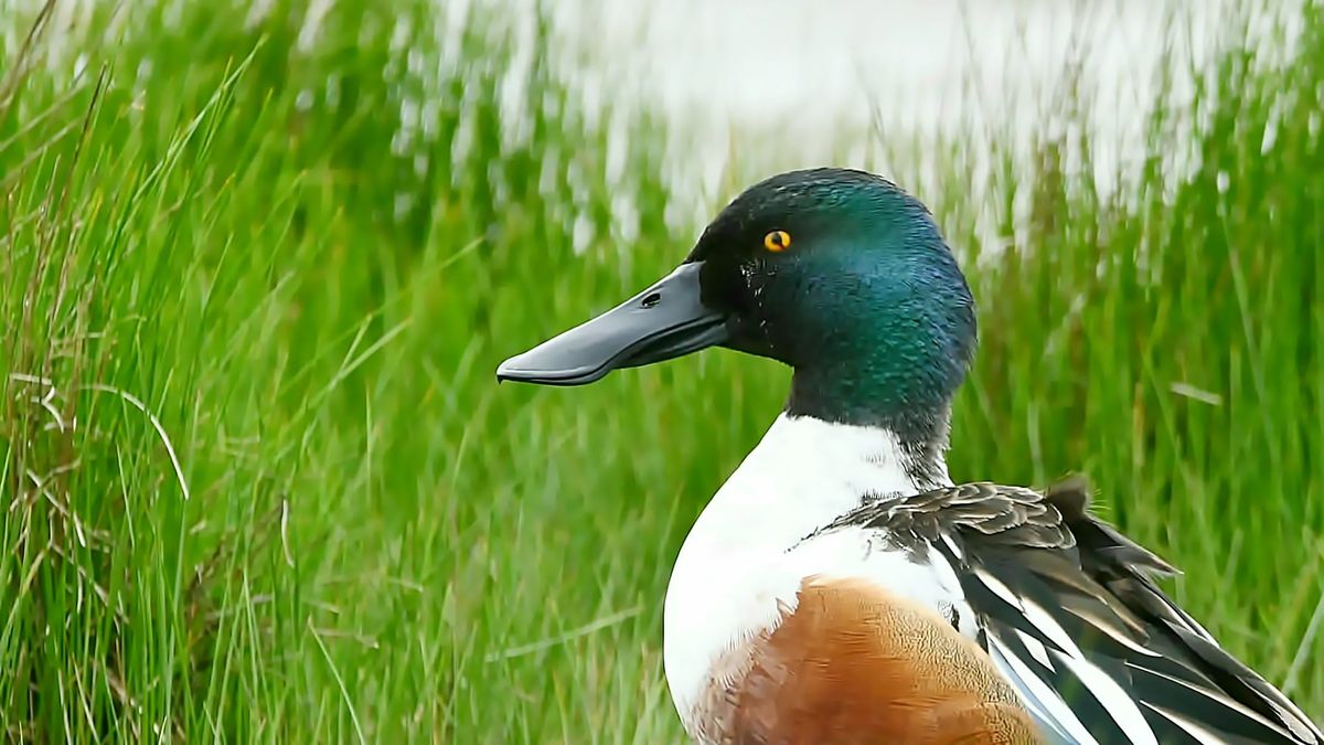 Duck, Swan and Goose ID Masterclass at RSPB Frampton