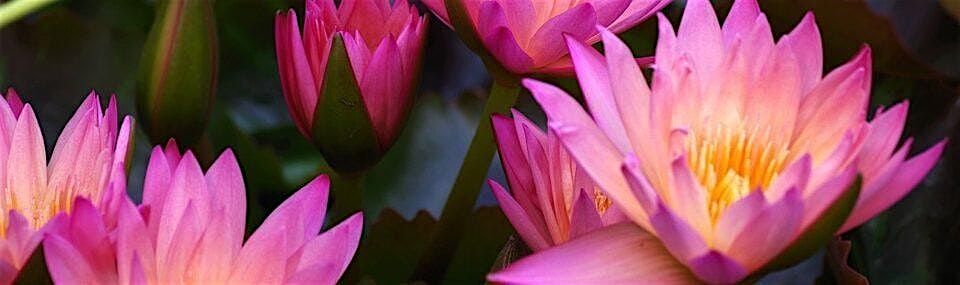 Meditation in the Park