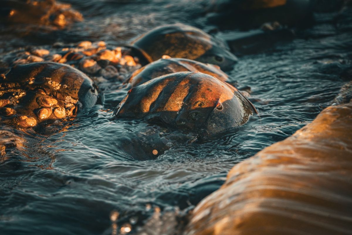 Bay Banter and Brews: Horseshoe Crabs