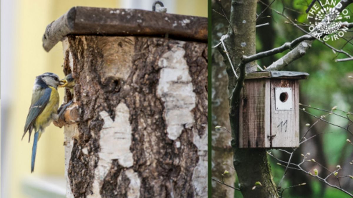 Guided Bird Walk - National Nest Box Week