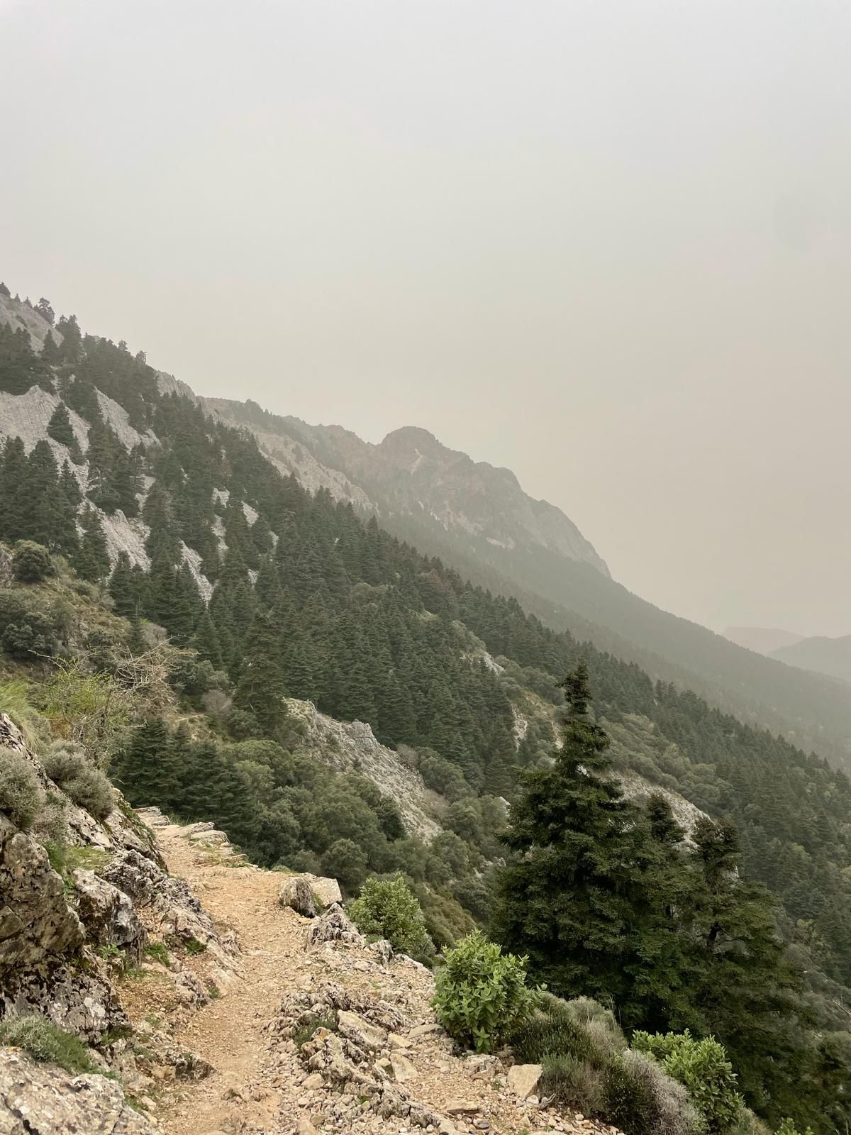 El Pinsapar de Grazalema