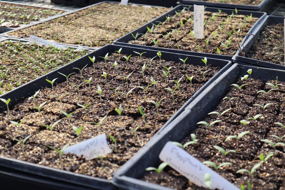 Seedling and Vegetative Propagation Techniques with Patrick Byers, 851 ...