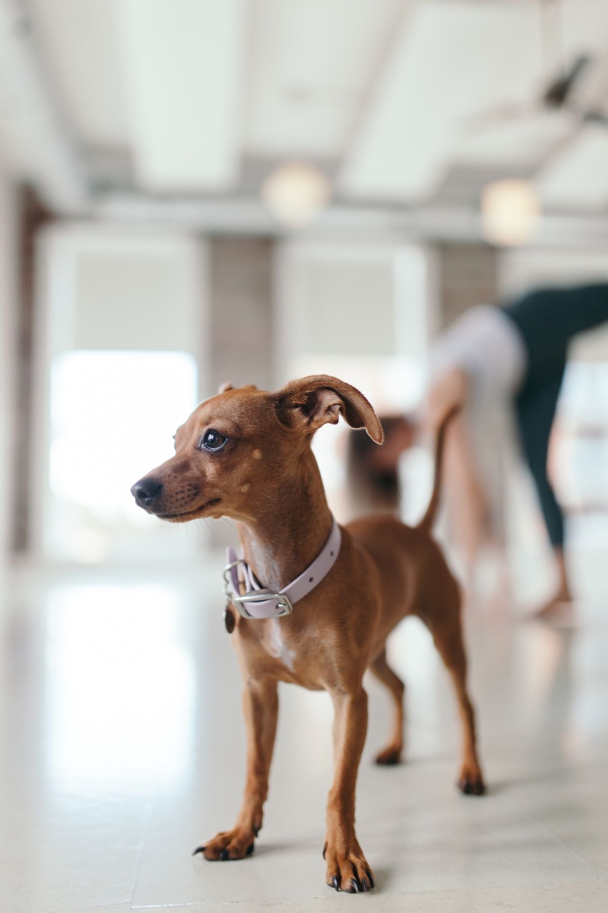 Puppy Yoga Fundraiser for Rocky Road Rescue