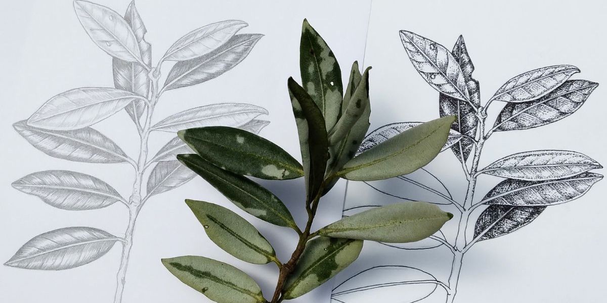 Botanical illustrations with Tabatha