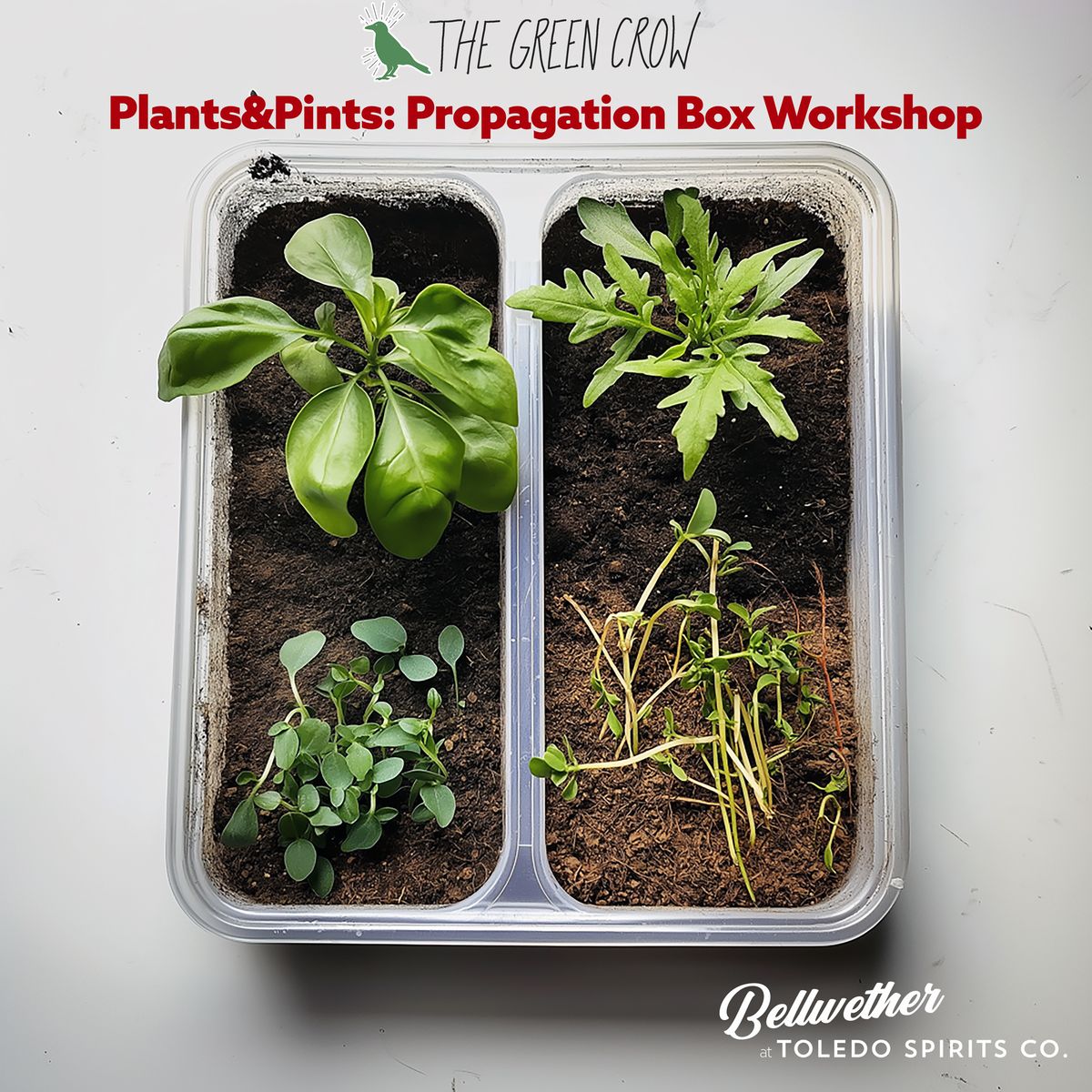 The Green Crow- Propagation Workshop 