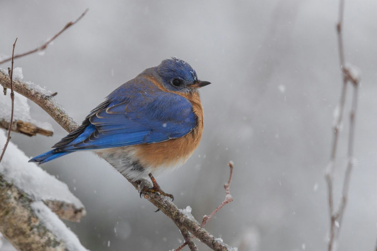 LEAP Lab: Animal Survival