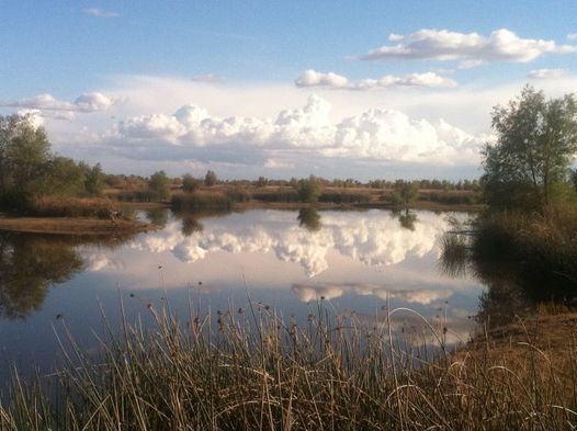 Guided Tours of the City of Davis Wetlands
