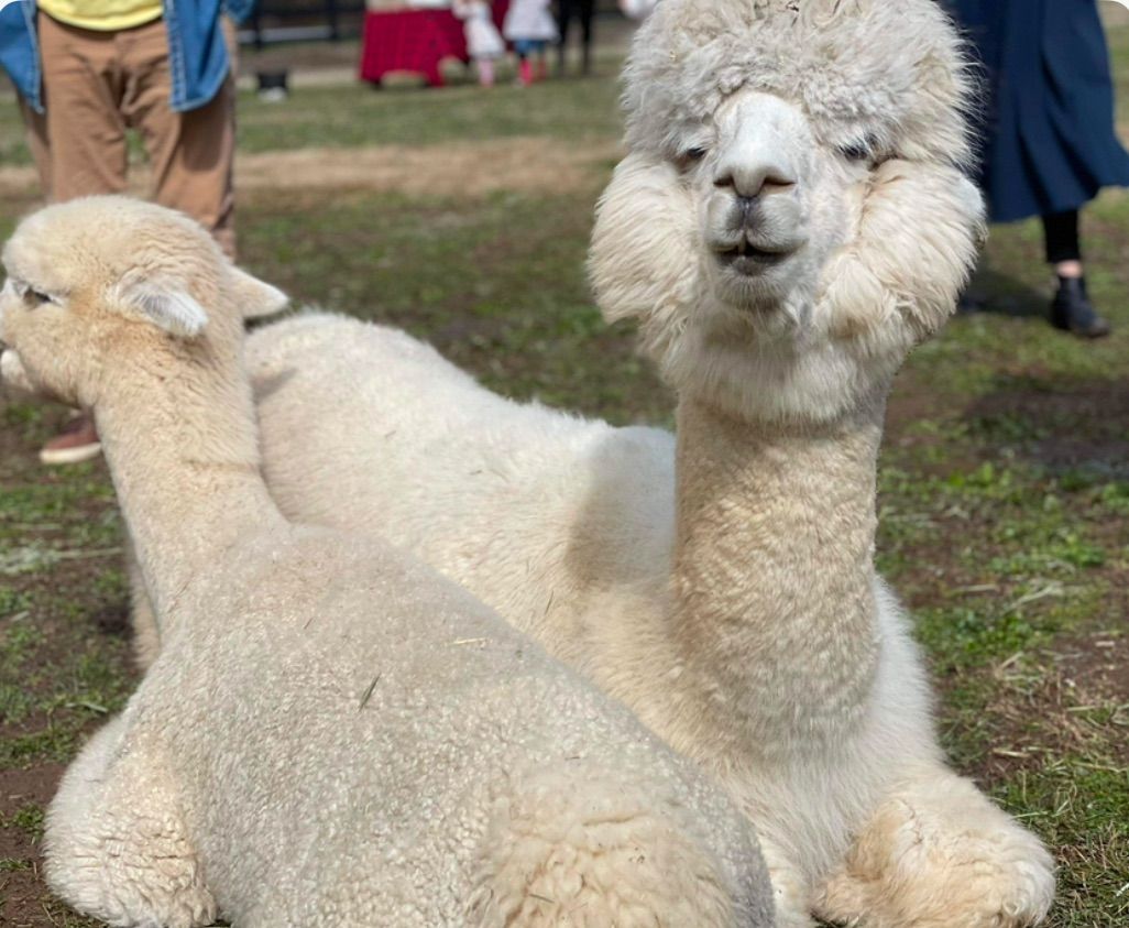 LOST MOUNTAIN ALPACA RANCH PREK + SIBLINGS