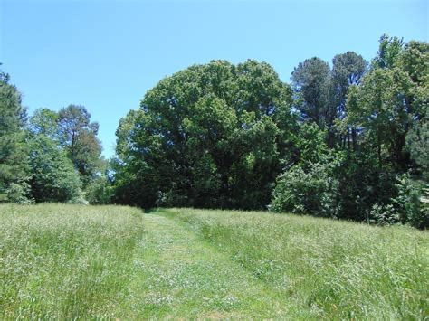 MEADOW ECOLOGY 