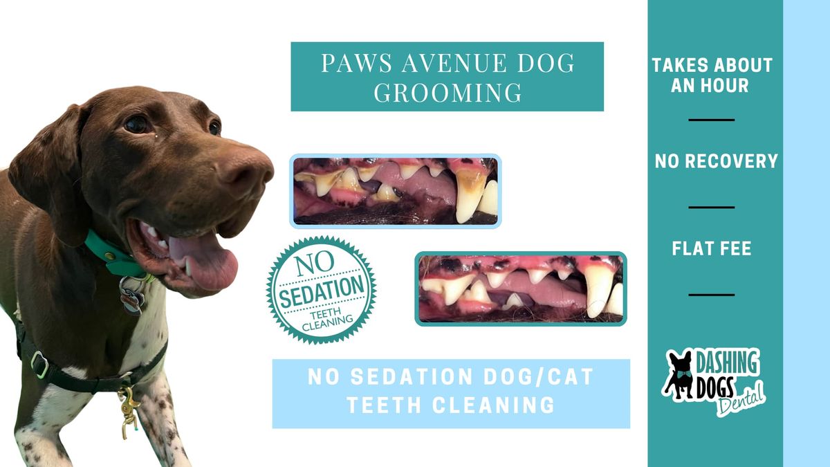 Dog Teeth Cleaning - Langley