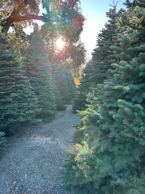 First Day to Get Your Tree from Green Valley Christmas Trees and Wreaths!! 