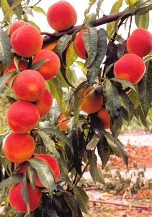 Fruit Trees for Central Florida - Zoom Virtual Class