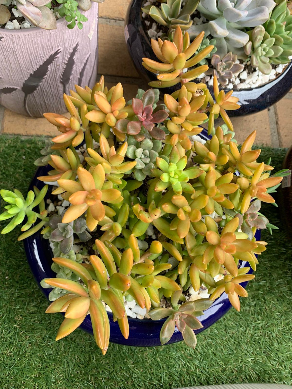 Succulent Sale by My Little Garden