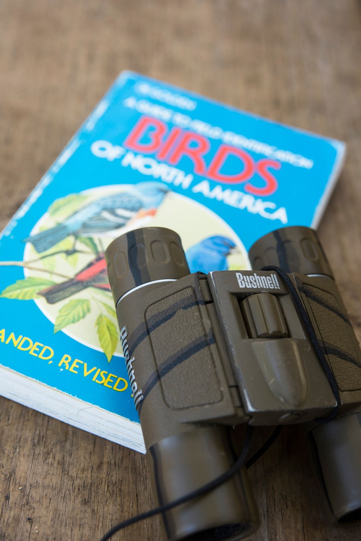 Birding for Beginners