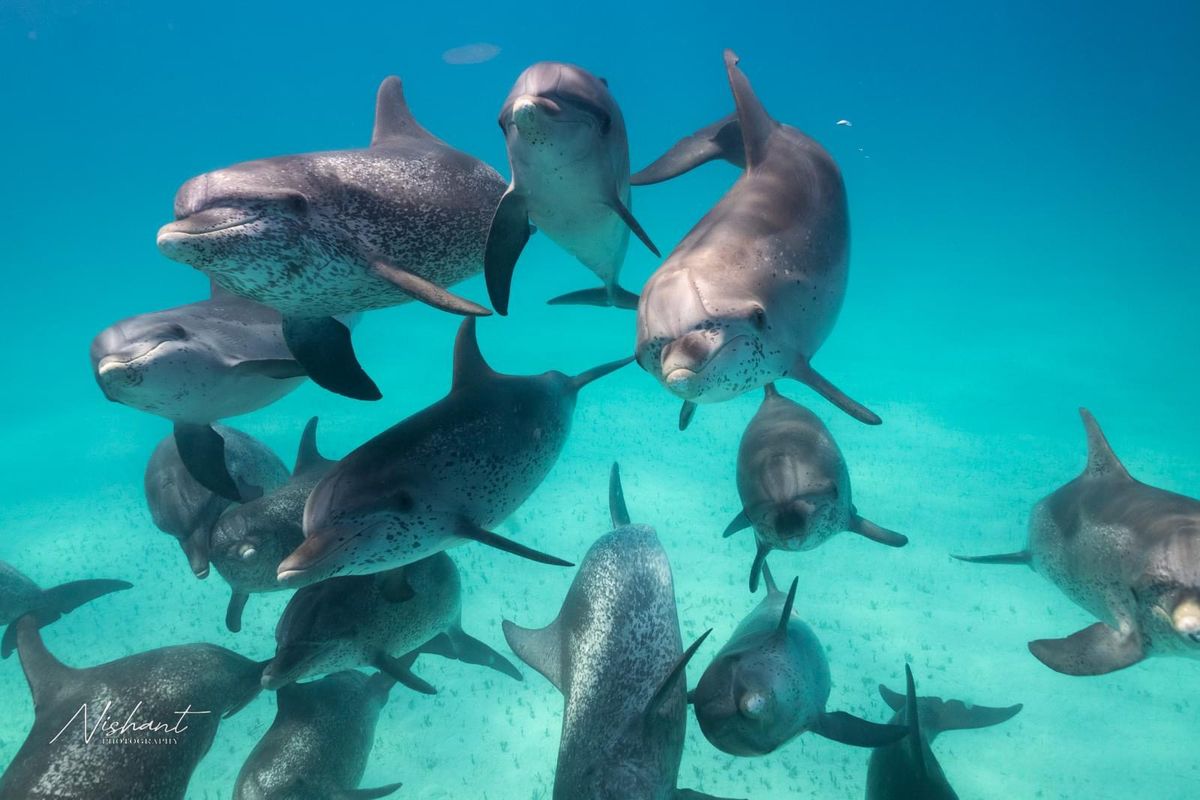 'Codes of Ascension' Dolphin Swimming Retreat in the Bahamas