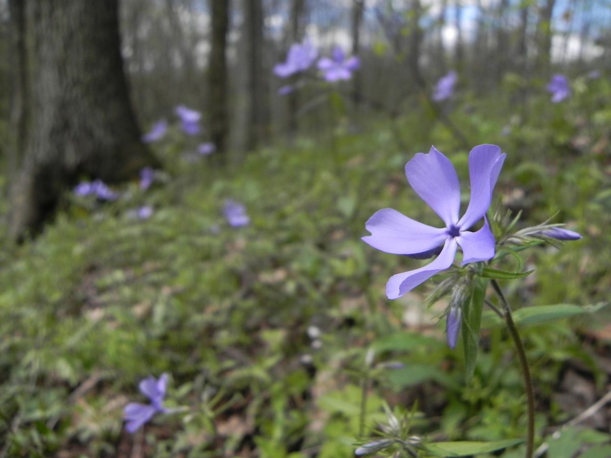 Self-Guided Spring Wildflower Walkabout