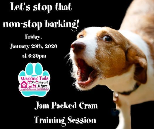 Jam Packed Cram Dog Training Session Wagging Tails Pet Resort Spaw West Hartford 29 January 2021