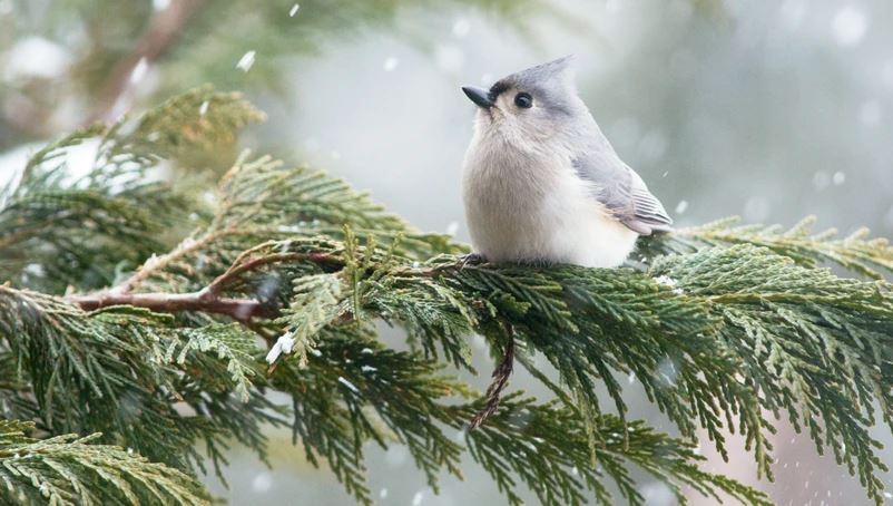 Christmas Bird Count- Nelson, WI