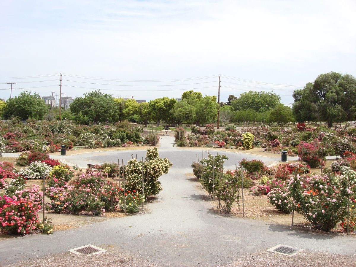 Volunteer in the Heritage Rose Garden