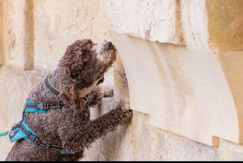 Scent Detection Classes