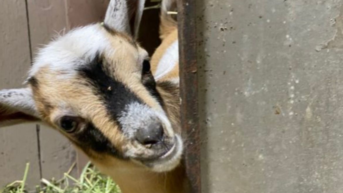 Goat Yoga Event