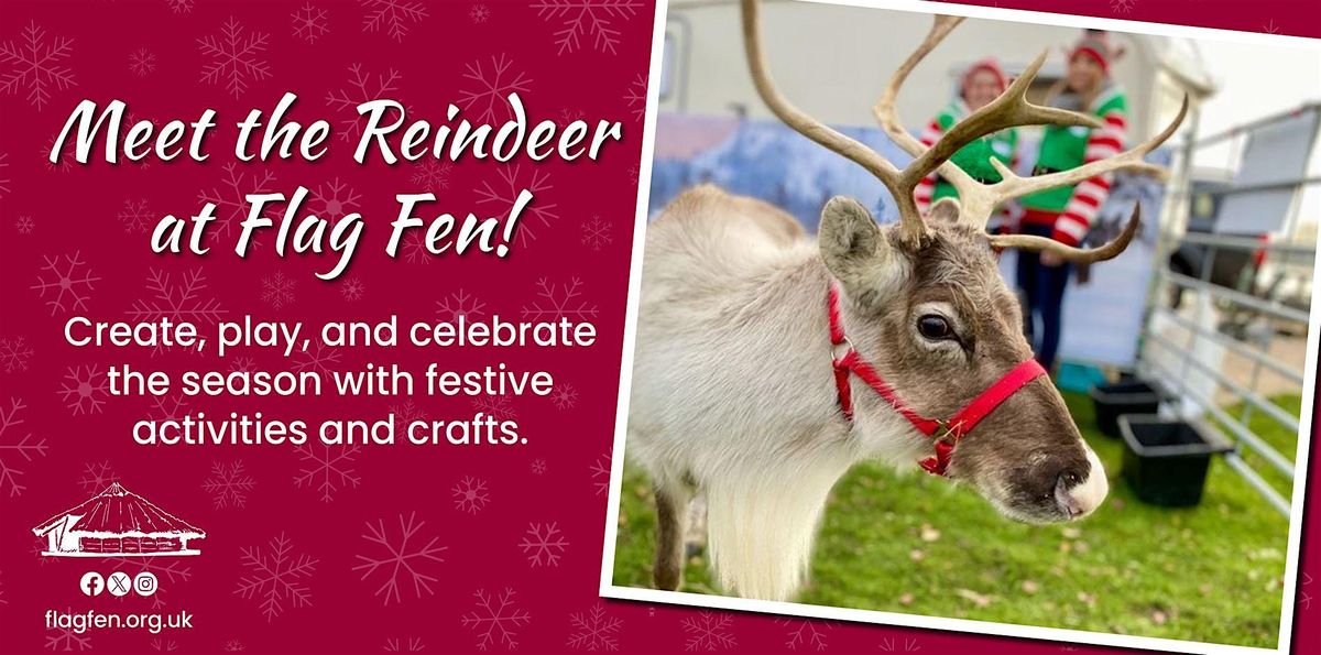 Meet the Reindeer at Flag Fen!