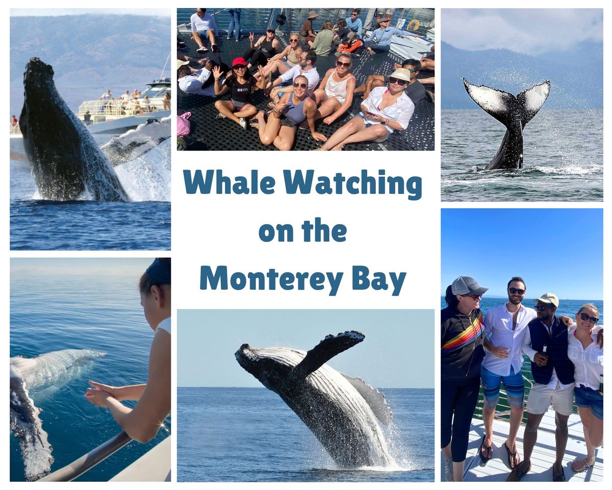 Whale Watching Monterey Bay + Lunch