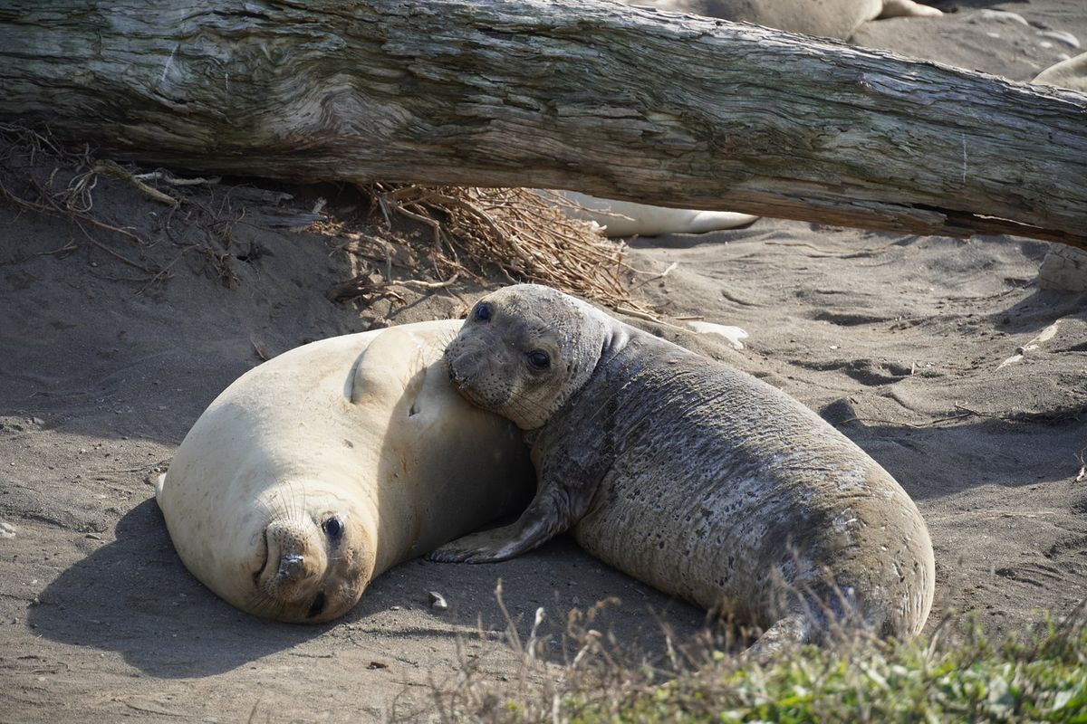 Bucket List Adventures: Seals of Ano Nuevo Guided Coastal Hike + Picnic