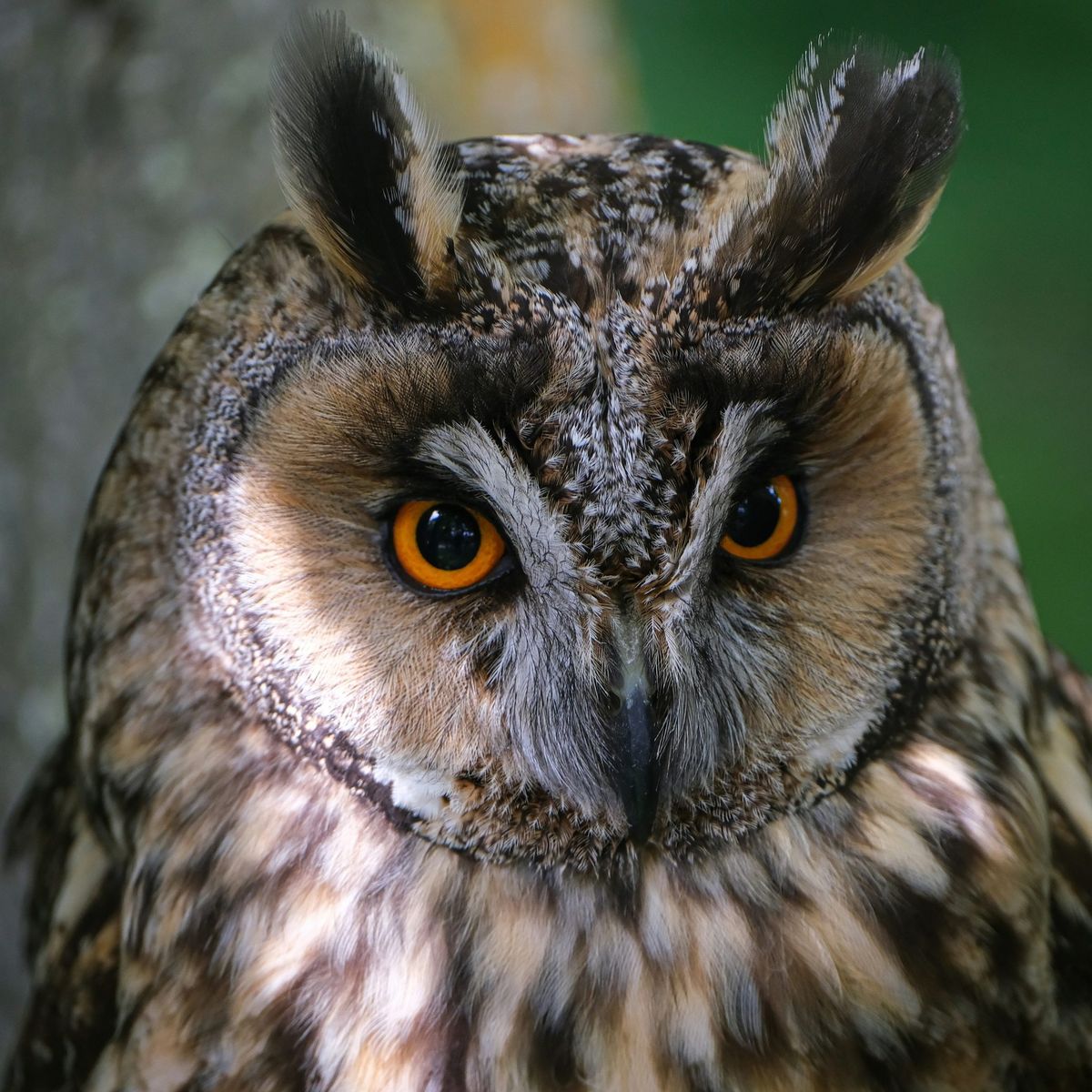 Long-eared Owls in our Recording Area