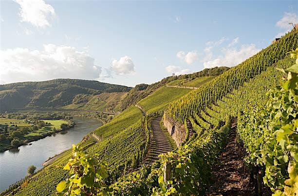 The REAL German Wine Scene with Amy Waller
