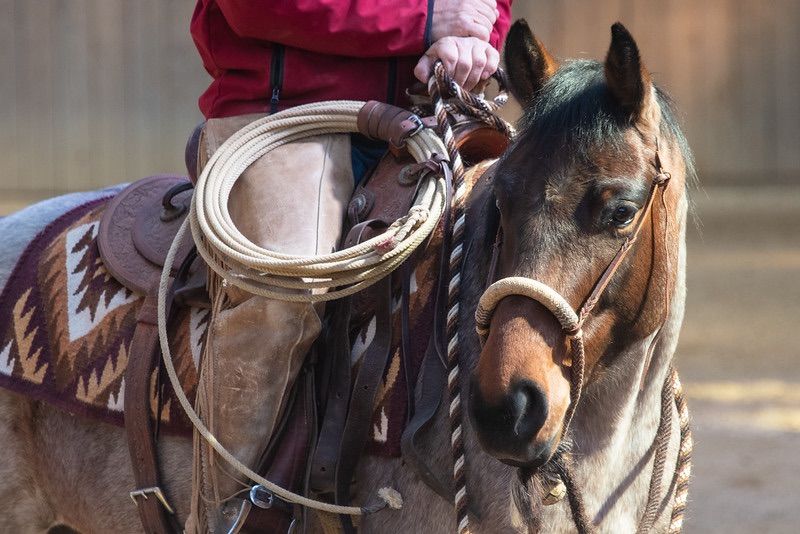 Stage HORSEMANSHIP-BOSAL avec Antoine Cloux