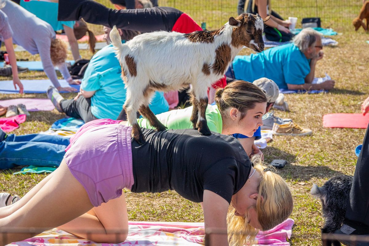 Coffee & GOAT Yoga in Daphne