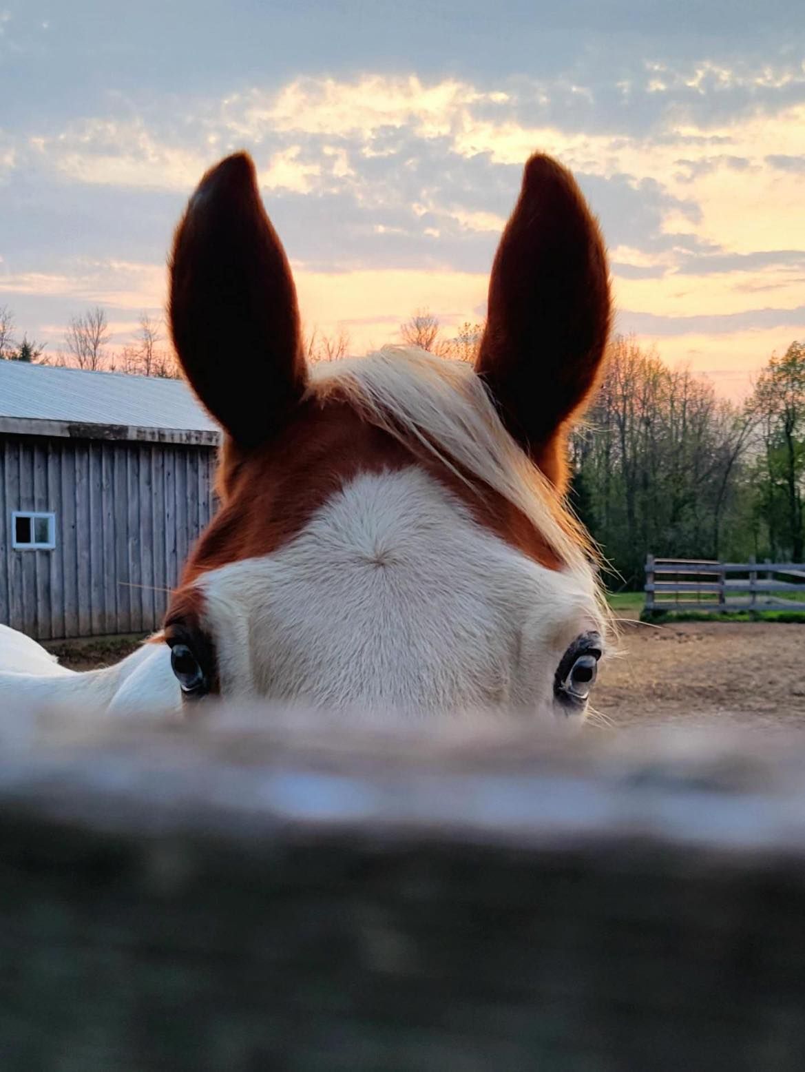 HORSE MEDICINE RETREAT - BEFRIENDING GRIEF