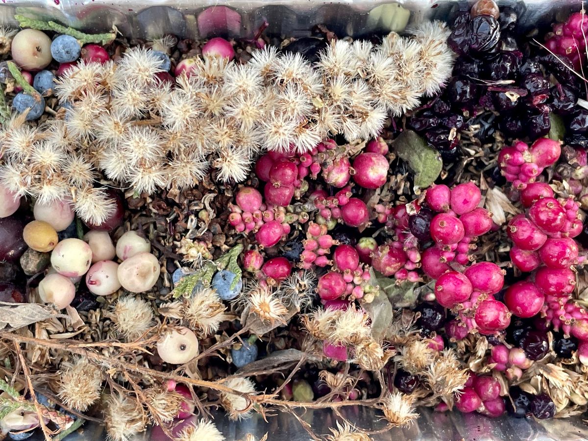 Native Seed Vault Grand Opening & Seed Collection Gathering