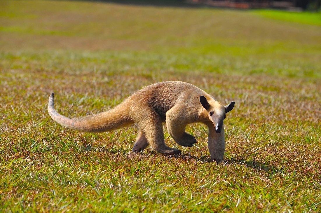 Calgary Wildlife Festival - Meet Anteaters, Sloths, Baby Capybaras, Kangaroos and More! 