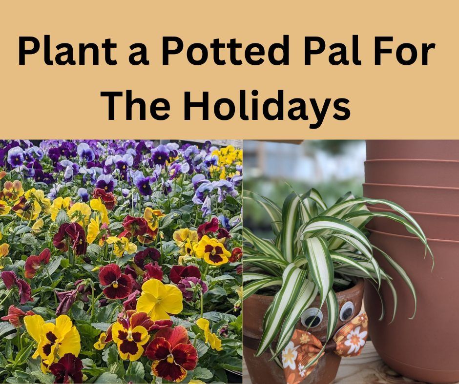 Plant a Potted Pal for the Holidays