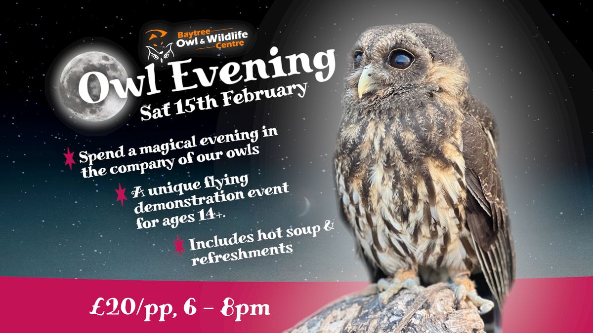 Owl Evening