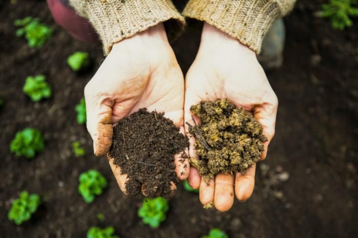 Regenerative Soil Techniques for the Home Gardener