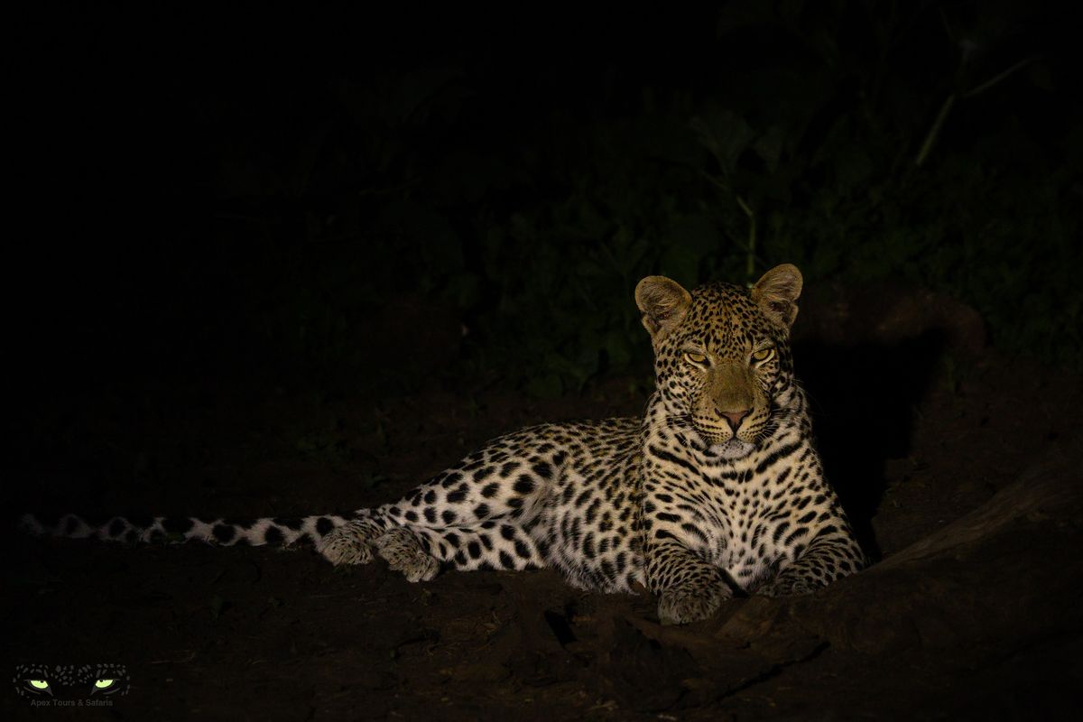 Madikwe Big 5 Photo Safari - April 2025