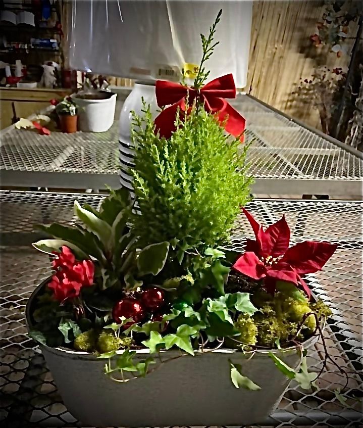 Christmas Indoor Container $45.00