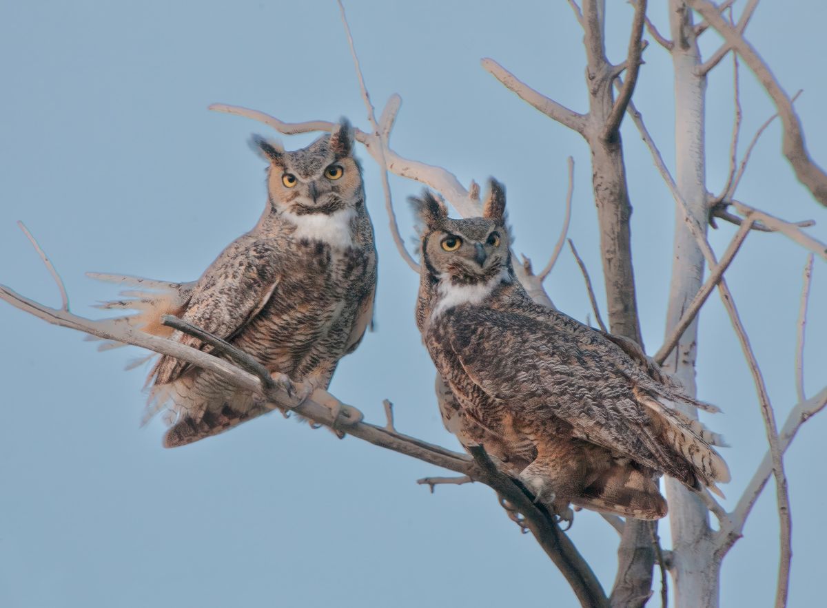 Superb Owl Family Hoot Out