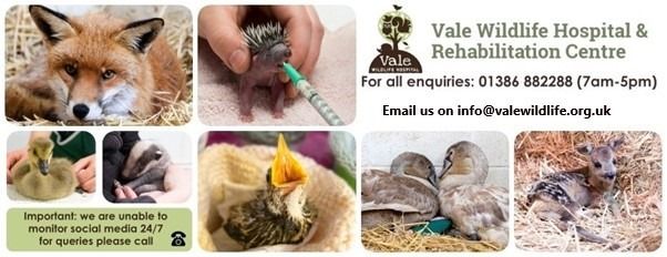 Vale Wildlife Hospital's Christmas Fair 2024