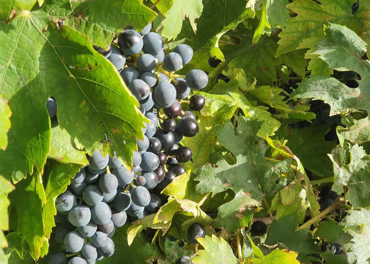 Black Grape London Tickets